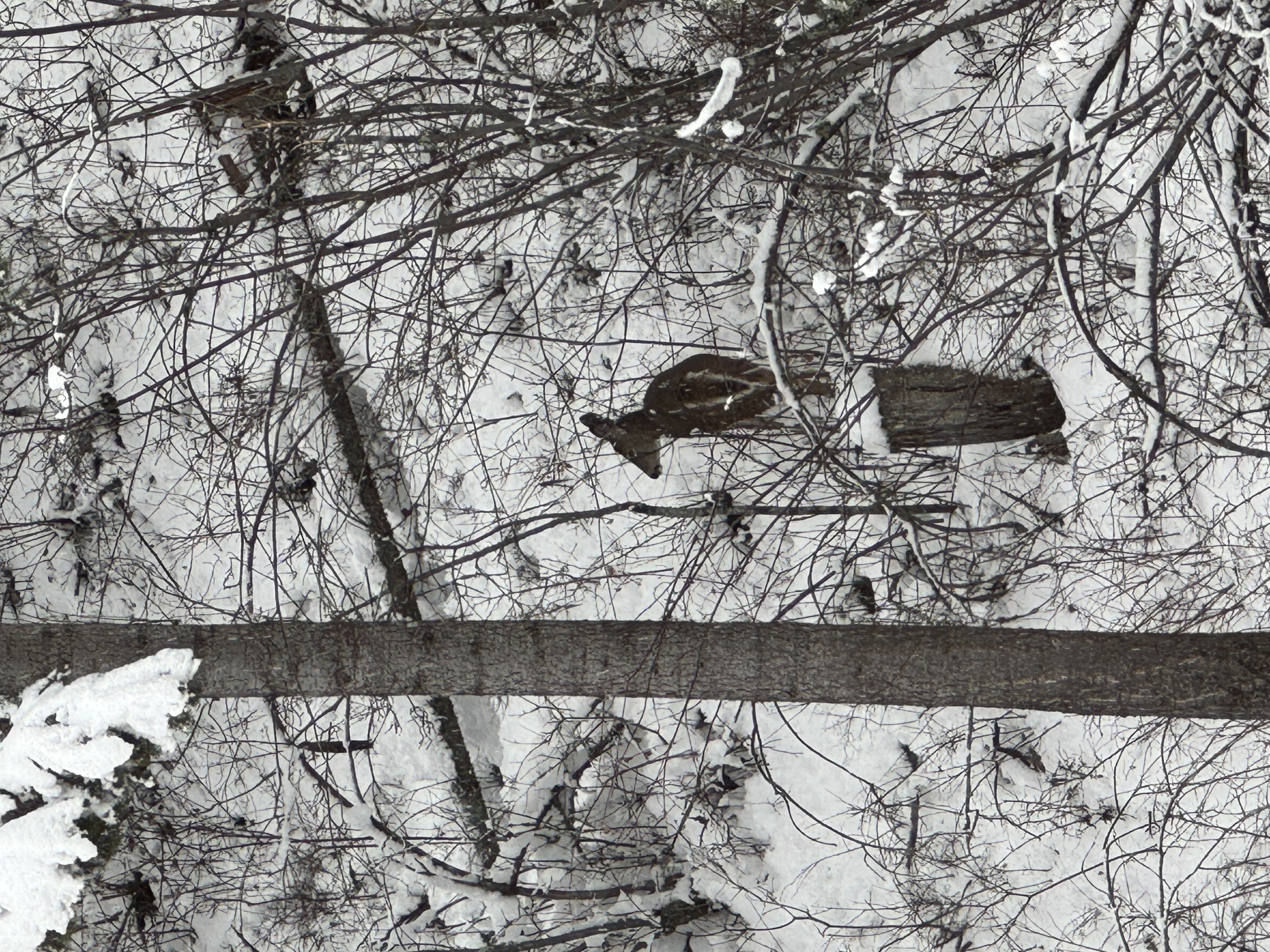 Deer visiting the property seen from the living room window