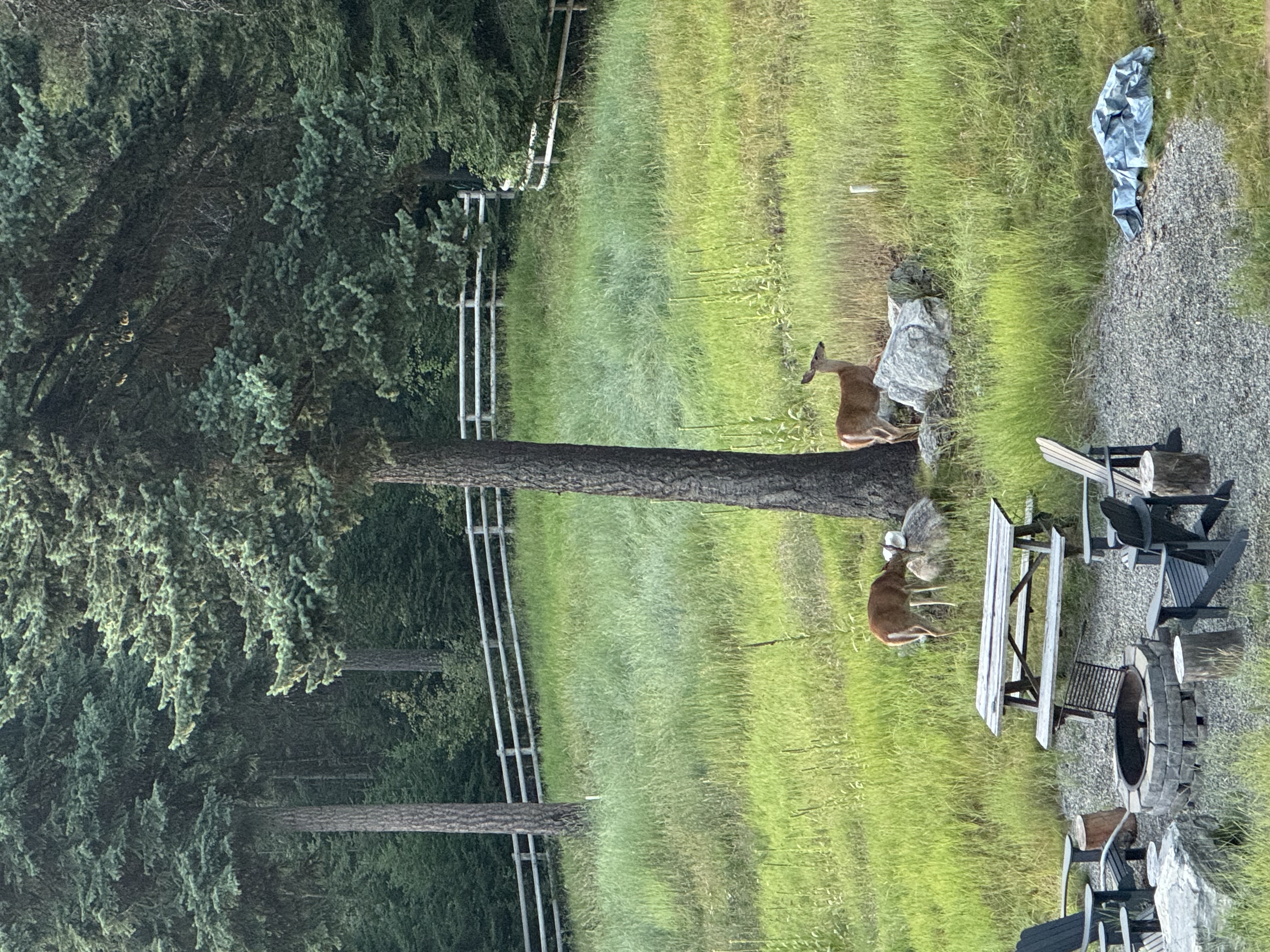 Deer grazing in the corral at dusk